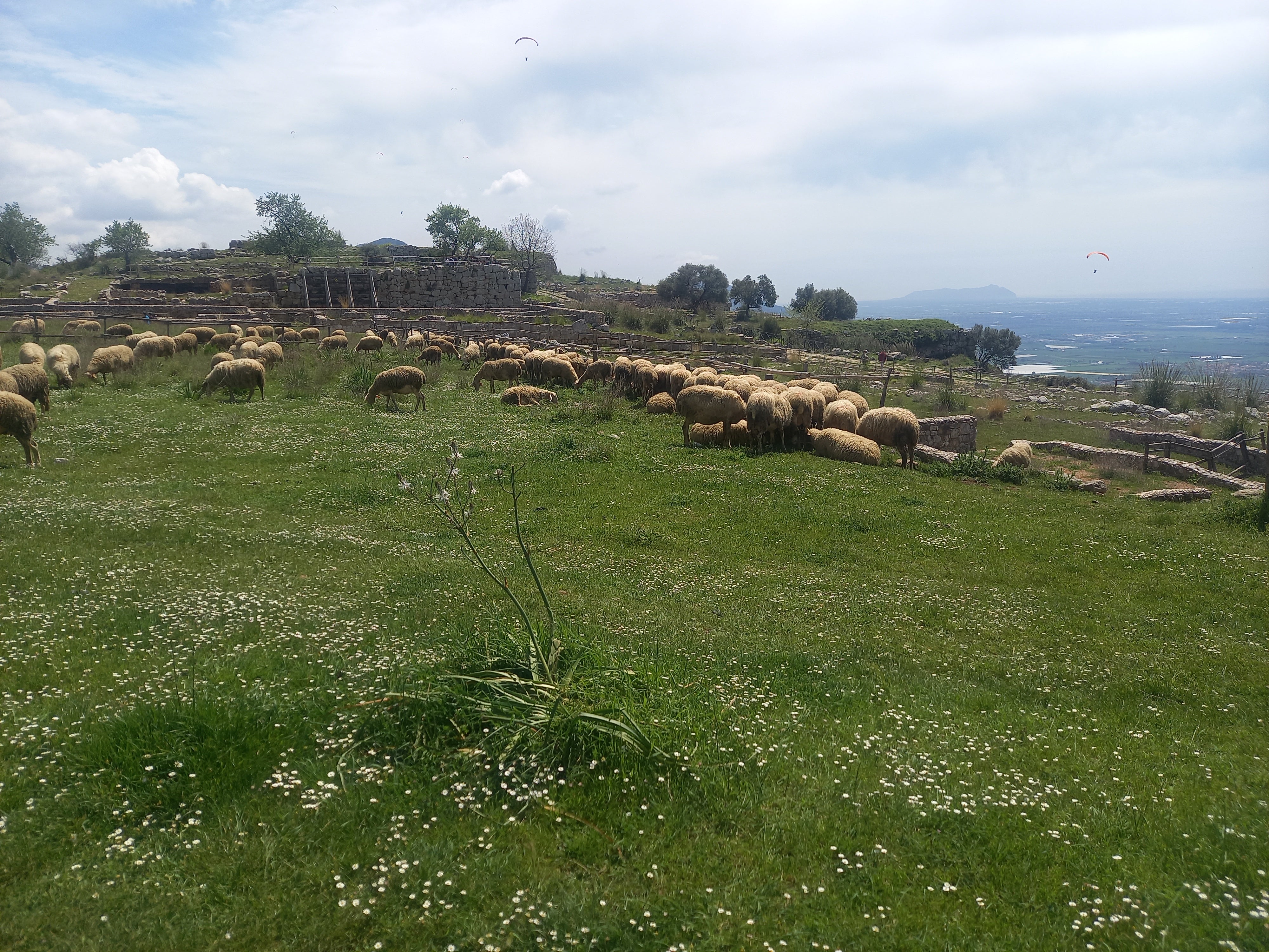Caratteristiche, vantaggi e benefici della Lana Merino