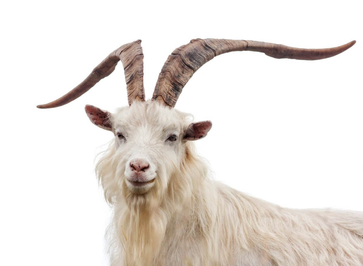 Cashmere e Cashmere Rigenerato quali differenze? - Lanaioli