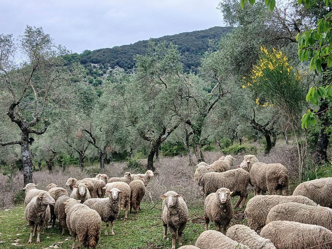 Pecora merino: origini, caratteristiche e il progetto di filiera corta Lanaioli