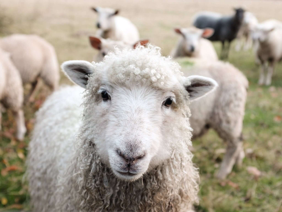 Pecora per la produzione della lana merino