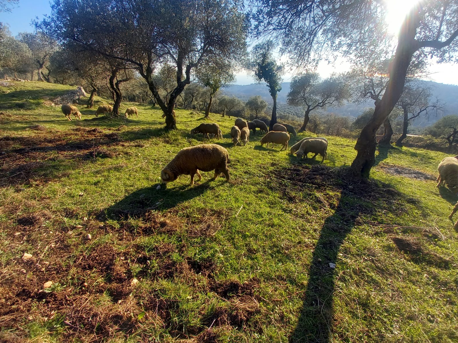 Avviato il Progetto di Lana Merino 100% Made in Italy - Lanaioli Maglieria Filiera Corta Sostenibile & Filati Naturali