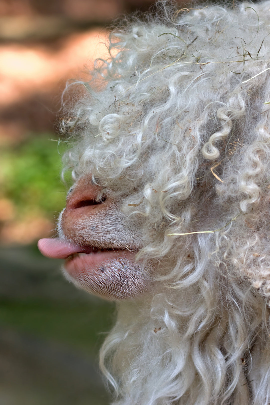 Cashmere: quale animale produce questa fibra pregiata?