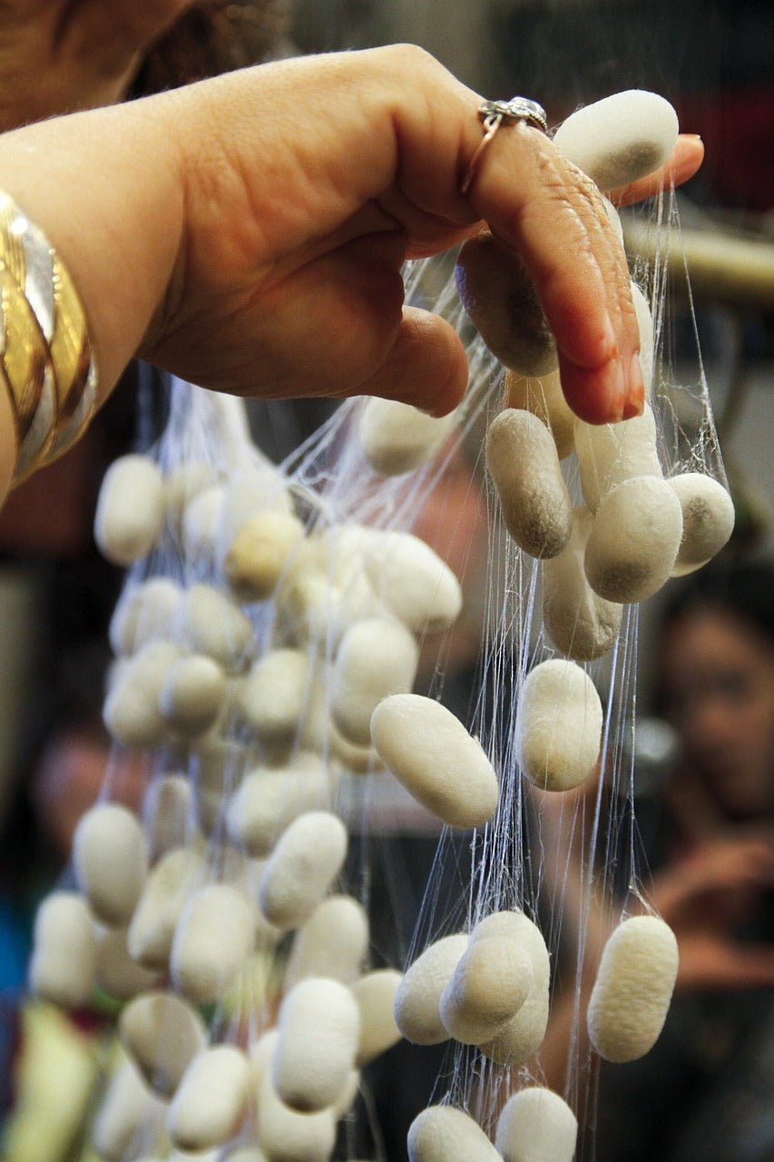 Da dove proviene la seta? - Lanaioli Maglieria Filiera Corta Sostenibile & Filati Naturali