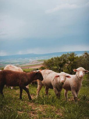 Differenza tra lana filata e lana cardata - Lanaioli Maglieria Filiera Corta Sostenibile & Filati Naturali