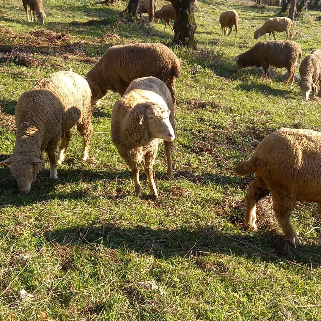 Lana Merino vs Poliestere: Qual è la scelta migliore? - Lanaioli Maglieria Filiera Corta Sostenibile & Filati Naturali