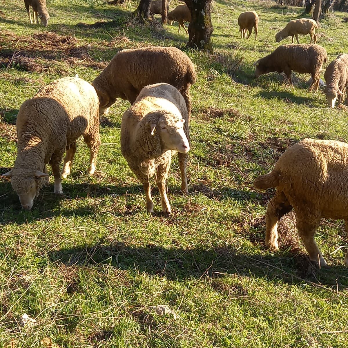 Lana Merino vs Poliestere: Qual è la scelta migliore? - Lanaioli Maglieria Filiera Corta Sostenibile & Filati Naturali