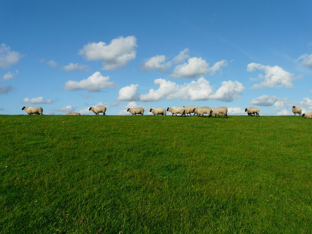 Pecore lana merino