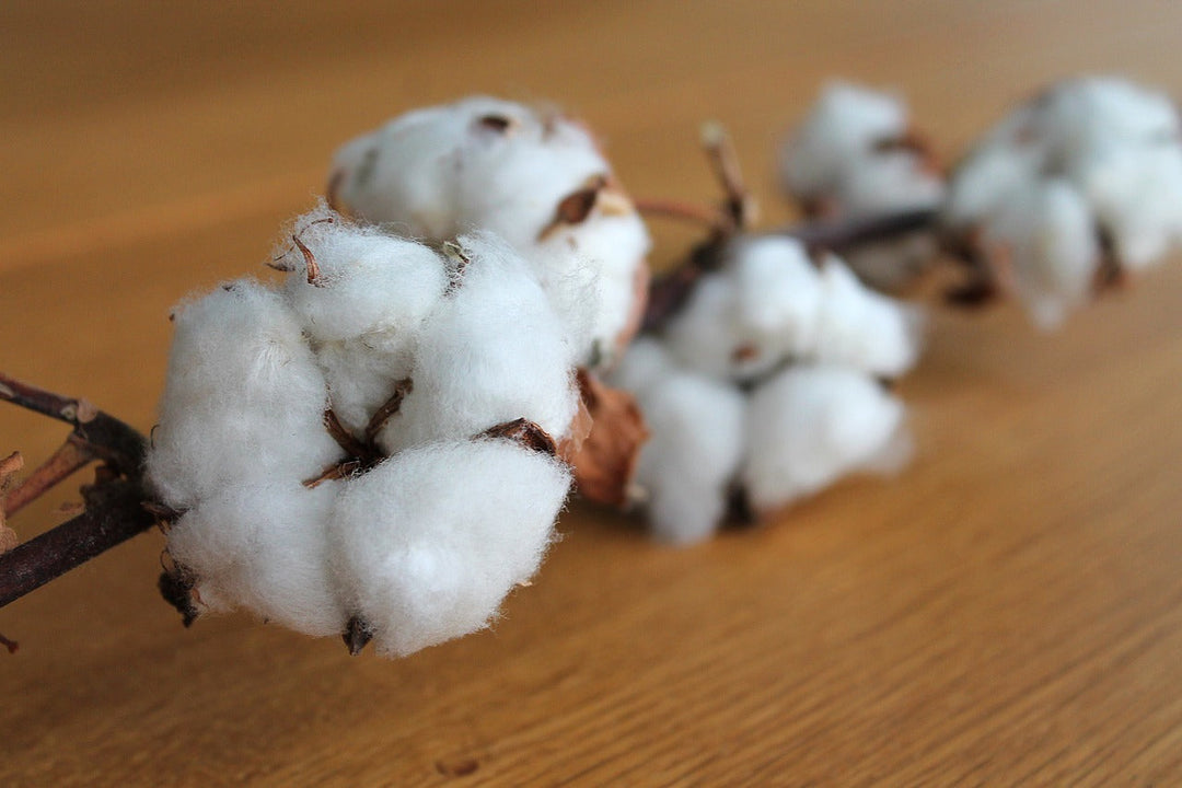 Cotone biologico siciliano, canapa, lino, ortica: un viaggio tra le fibre naturali della nuova collezione