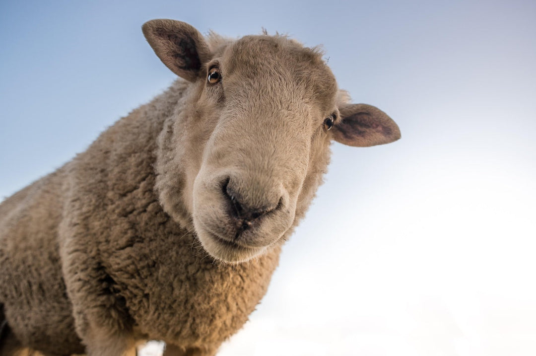 La Lana Merino è una Lana Pregiata?