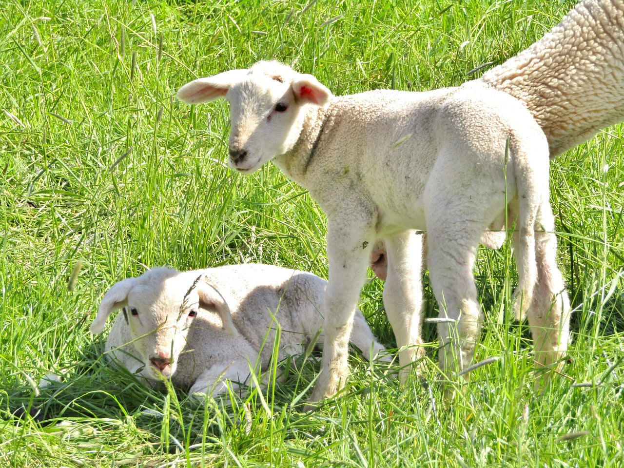 L’Allevamento di Lana Merino in Italia: Tradizione e Innovazione